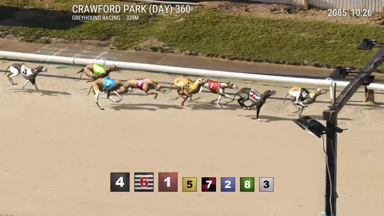 Platinum Hounds: greyhounds running on a sand track, with the trap colors and numbers listed below.